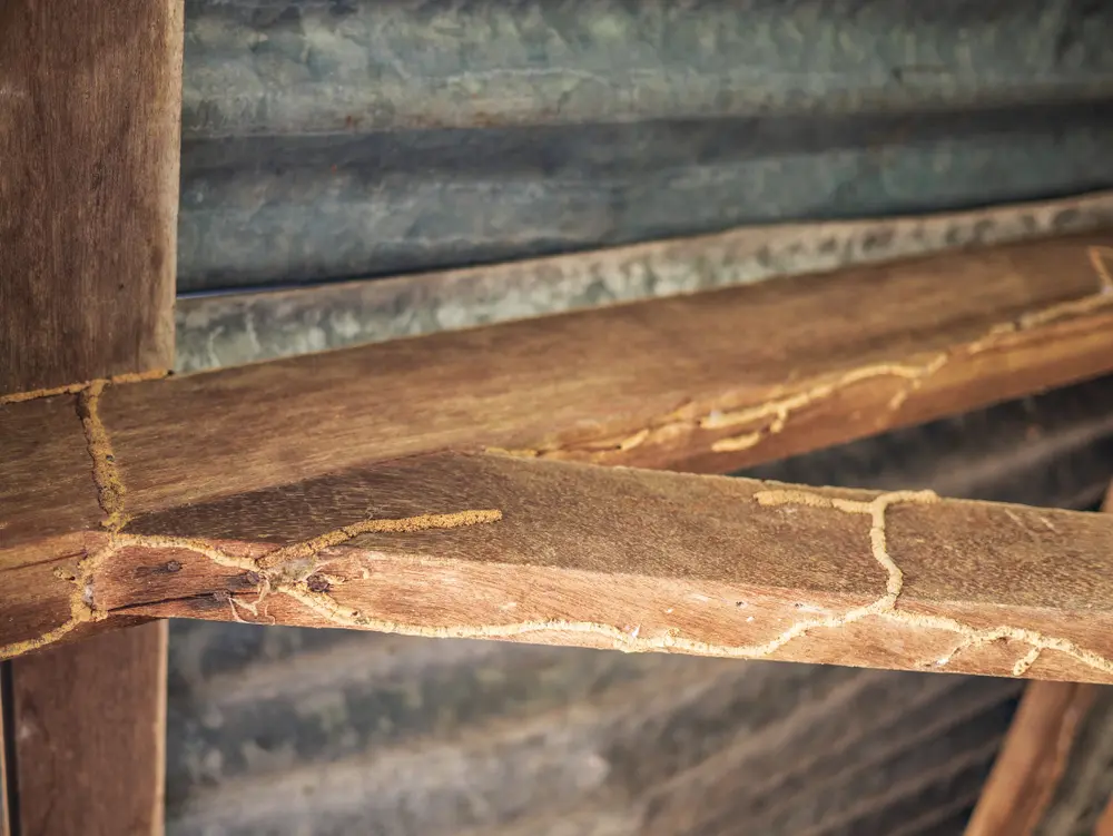 La structure en bois du bâtiment est détruite par des termites.